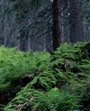 Babia Góra Babiogórski Park Narodowy las mchy, paprocie i świerki