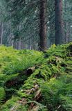 Babia Góra Babiogórski Park Narodowy las mchy, paprocie i świerki