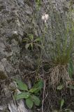 babka lancetowata Plantago lanceolata
