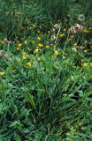 babka lancetowata Plantago lanceolata)