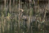 Bączek, Ixobrychus minutus, samica