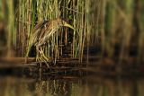 Bączek, Ixobrychus minutus, samica