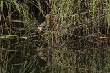 Bączek, Ixobrychus minutus, samiec