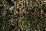 Bączek, Ixobrychus minutus, samiec