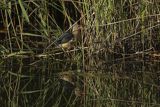 Bączek, Ixobrychus minutus, samiec