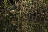 Bączek, Ixobrychus minutus, samiec