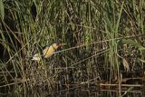 Bączek, Ixobrychus minutus, samiec