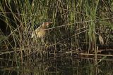 Bączek, Ixobrychus minutus, samiec