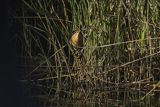 Bączek, Ixobrychus minutus, samiec