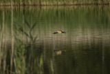 Bączek, Ixobrychus minutus, samiec