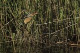 Bączek, Ixobrychus minutus, samiec