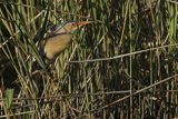 Bączek, Ixobrychus minutus, samiec
