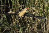 Bączek, Ixobrychus minutus, samiec