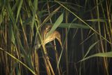 Bączek, Ixobrychus minutus, samiec