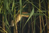 Bączek, Ixobrychus minutus, samiec