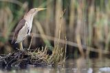 Bączek, Ixobrychus minutus, samica