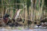 Bączek, Ixobrychus minutus, samica i kaczka krzyżówka