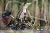 Bączek, Ixobrychus minutus, samica i kaczka krzyżówka
