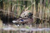 Bączek, Ixobrychus minutus, samica i kaczka krzyżówka
