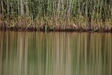 Bączek, Ixobrychus minutus, samica i kaczka krzyżówka