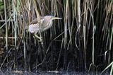 Bączek, Ixobrychus minutus, samica