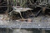 Bączek, Ixobrychus minutus, samica