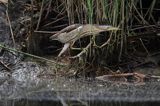 Bączek, Ixobrychus minutus, samica