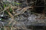 Bączek, Ixobrychus minutus, samica