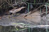 Bączek, Ixobrychus minutus, samica