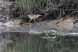 Bączek, Ixobrychus minutus, samica