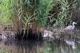 Bączek, Ixobrychus minutus i czapla siwa, Ardea cinerea