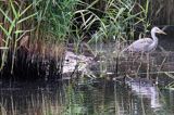 Bączek, Ixobrychus minutus i czapla siwa, Ardea cinerea