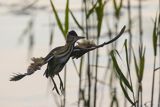 Bączek, Ixobrychus minutus, sylwetka