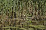 Bączek, Ixobrychus minutus, samica