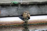 Bączek, Ixobrychus minutus, młodociany