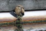 Bączek, Ixobrychus minutus, młodociany