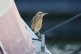 Bączek, Ixobrychus minutus, młodociany