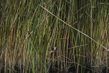 Bączek, Ixobrychus minutus, z rybą