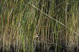 Bączek, Ixobrychus minutus, z rybą