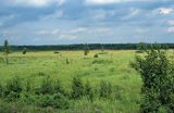 Biebrzański Park Narodowy bagna biebrzańskie