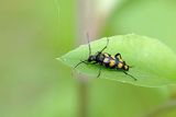 Baldurek pręgowany, pętlak czteropaskowy, Leptura quadrifasciata