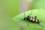 Baldurek pręgowany, pętlak czteropaskowy, Leptura quadrifasciata