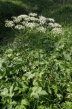 barszcz zwyczajny heracleum sphondylium)