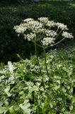 barszcz zwyczajny heracleum sphondylium)