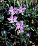 barwinek Vinca minor