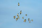 Bataliony, Calidris pugnax