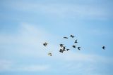 Bataliony, Calidris pugnax