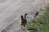 bażant samica - kura Phasianus colchicus