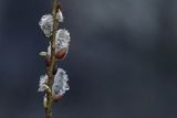 Wiosenne kotki, bazie, Wierzba iwa, Salix caprea