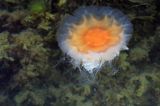 Bełtwa włosiennik, bełtwa festonowa, Cyanea capillata, Skagerrak